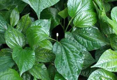 Rau Lá Lốt hữu cơ -Piper Lolot- Greenfields Farm